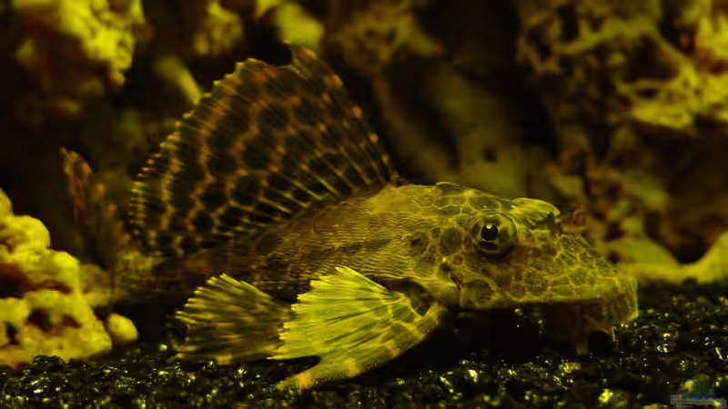 Besatz im Aquarium Becken 3340 von Daniel Schaefer (13)