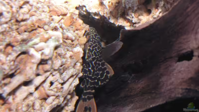 Besatz im Aquarium Becken 3340 von Daniel Schaefer (14)