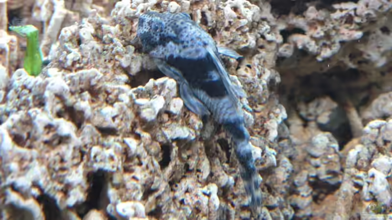 Besatz im Aquarium Becken 3340 von Daniel Schaefer (15)