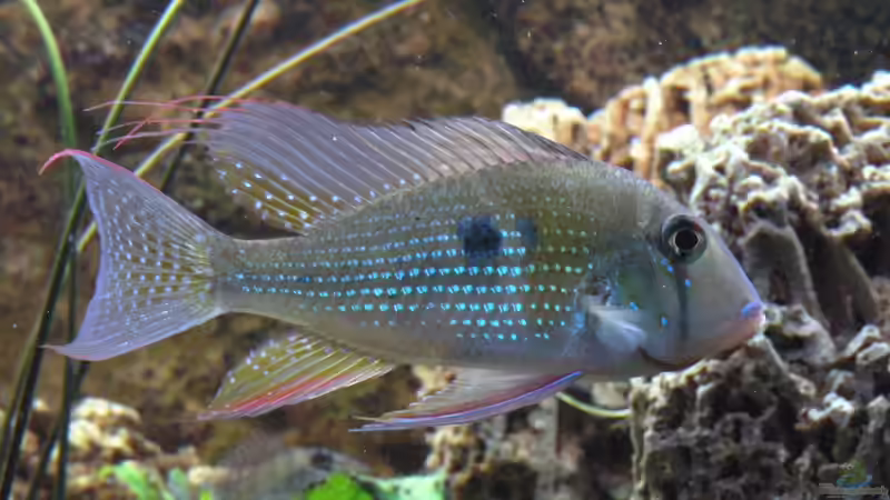 Besatz im Aquarium Becken 3340 von Daniel Schaefer (17)