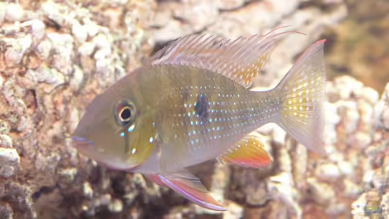 Besatz im Aquarium Becken 3340 von Daniel Schaefer (19)