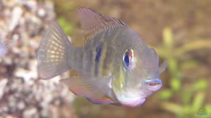 Besatz im Aquarium Becken 3340 von Daniel Schaefer (21)
