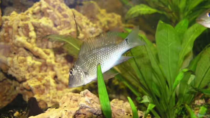 Besatz im Aquarium Becken 3340 von Daniel Schaefer (22)