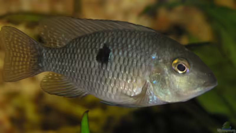 Besatz im Aquarium Becken 3340 von Daniel Schaefer (23)