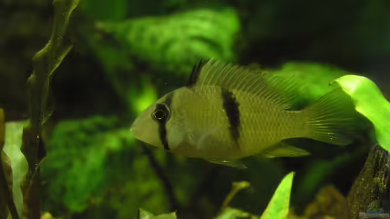 Besatz im Aquarium Becken 3340 von Daniel Schaefer (24)