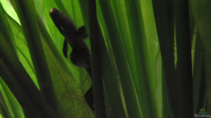 Besatz im Aquarium Becken 3340 von Daniel Schaefer (25)