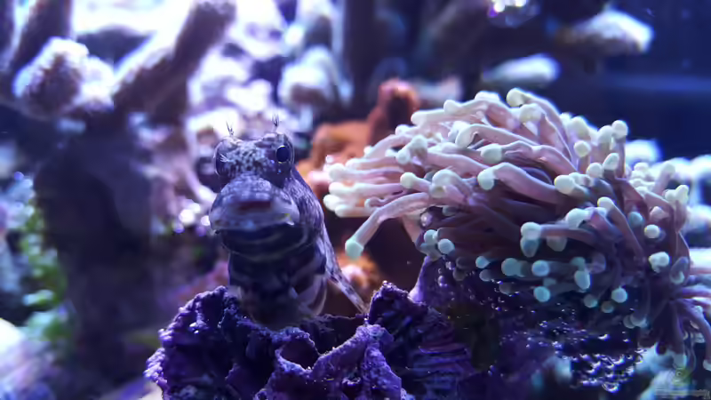 Besatz im Aquarium Becken 33442 von Michael Marti (2)