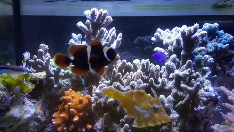 Besatz im Aquarium Becken 33442 von Michael Marti (3)