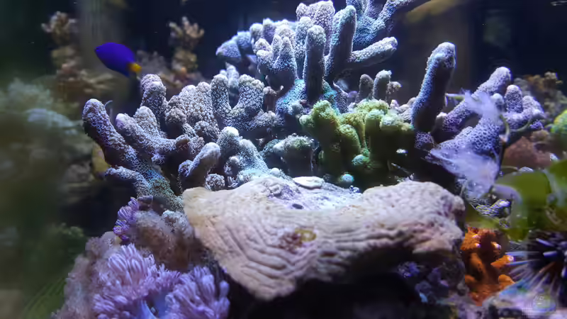 Besatz im Aquarium Becken 33442 von Michael Marti (4)