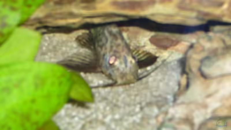 Besatz im Aquarium Becken 3345 von Micha WB (19)