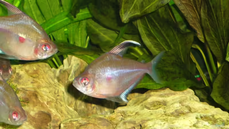 Besatz im Aquarium Becken 3345 von Micha WB (20)