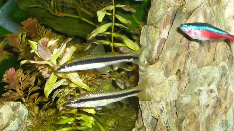 Besatz im Aquarium Becken 3345 von Micha WB (22)