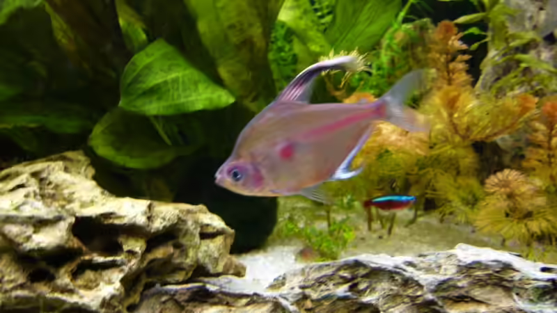 Besatz im Aquarium Becken 3345 von Micha WB (23)