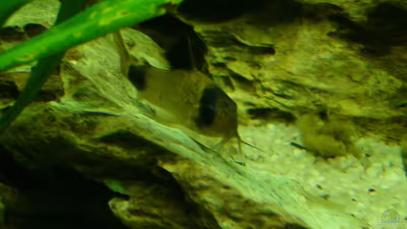 Besatz im Aquarium Becken 3345 von Micha WB (24)