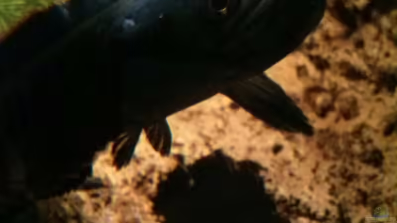 Besatz im Aquarium Becken 33453 von AquaTobi90 (67)