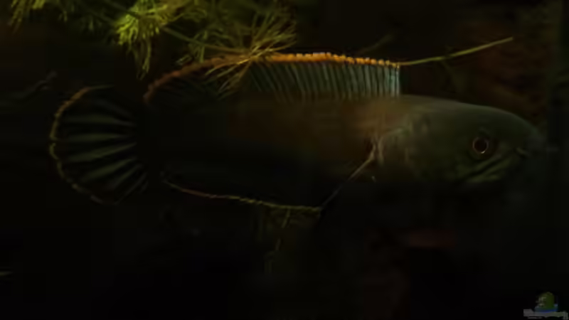 Besatz im Aquarium Becken 33453 von AquaTobi90 (85)