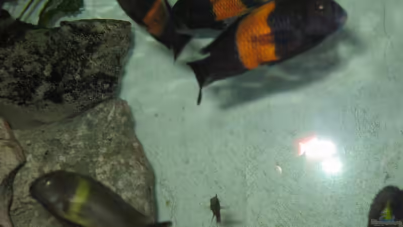 Besatz im Aquarium Becken 335 von Dirk Bommes (10)