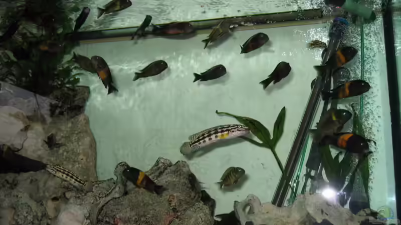 Besatz im Aquarium Becken 335 von Dirk Bommes (11)