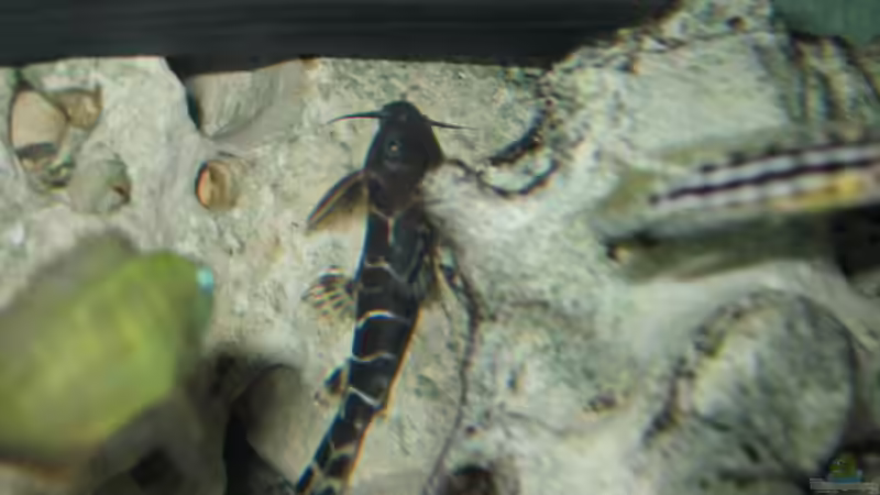 Besatz im Aquarium Becken 335 von Dirk Bommes (7)