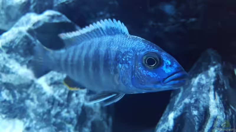 Besatz im Aquarium Becken 33501 von ehemaliger User (4)