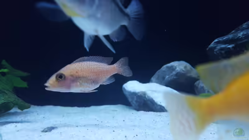 Besatz im Aquarium Becken 33501 von ehemaliger User (6)