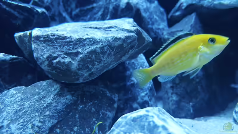 Besatz im Aquarium Becken 33501 von ehemaliger User (7)