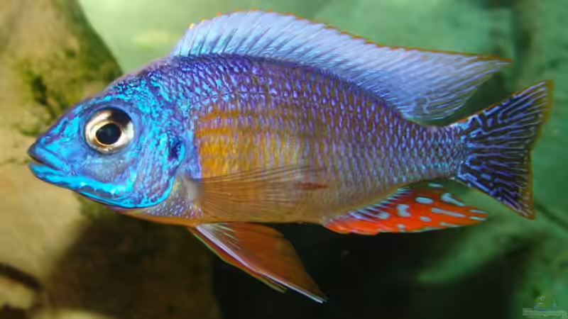 Besatz im Aquarium Becken 33501 von ehemaliger User (8)