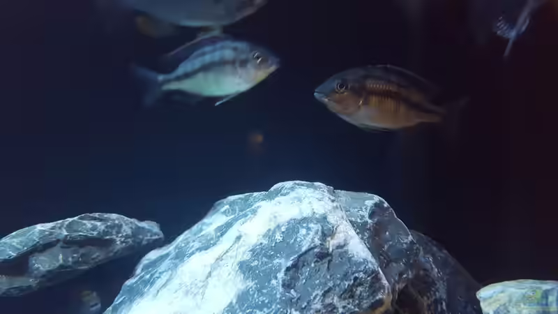 Besatz im Aquarium Becken 33501 von ehemaliger User (9)