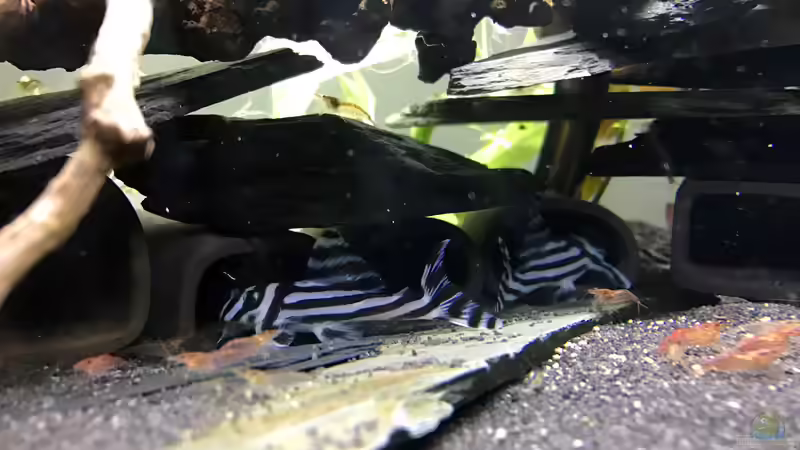 Besatz im Aquarium Becken 33524 - Klein aber fein von eesee (6)