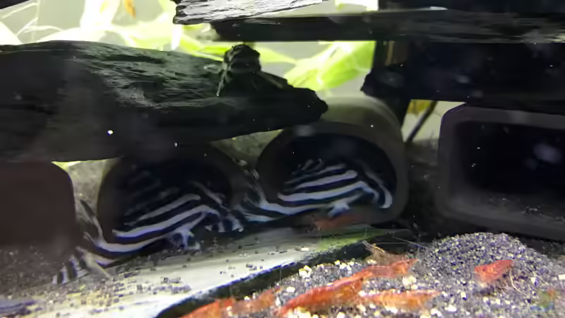 Besatz im Aquarium Becken 33524 - Klein aber fein von eesee (7)