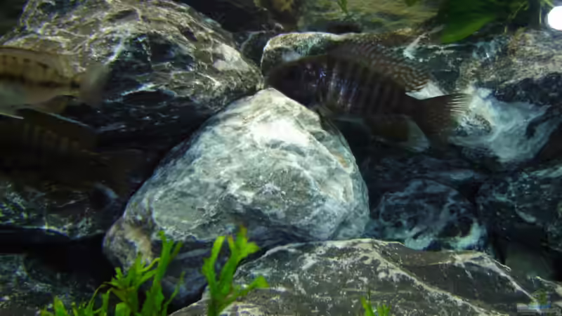 Besatz im Aquarium Becken 3353 von Jörn Thiedemann (10)
