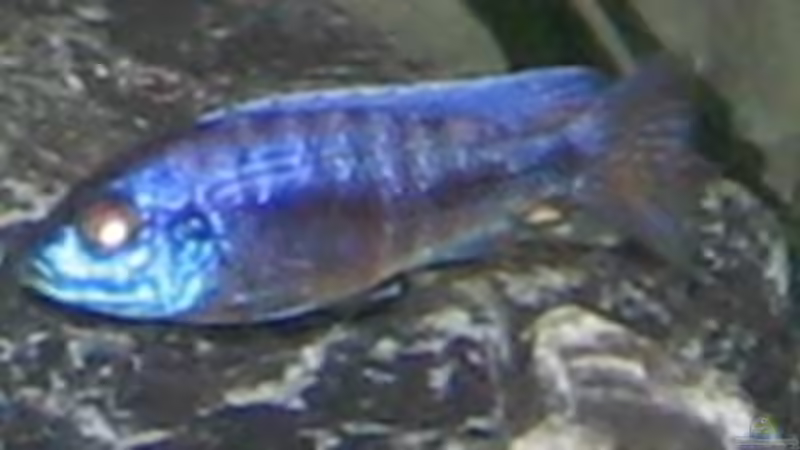 Besatz im Aquarium Becken 3353 von Jörn Thiedemann (11)