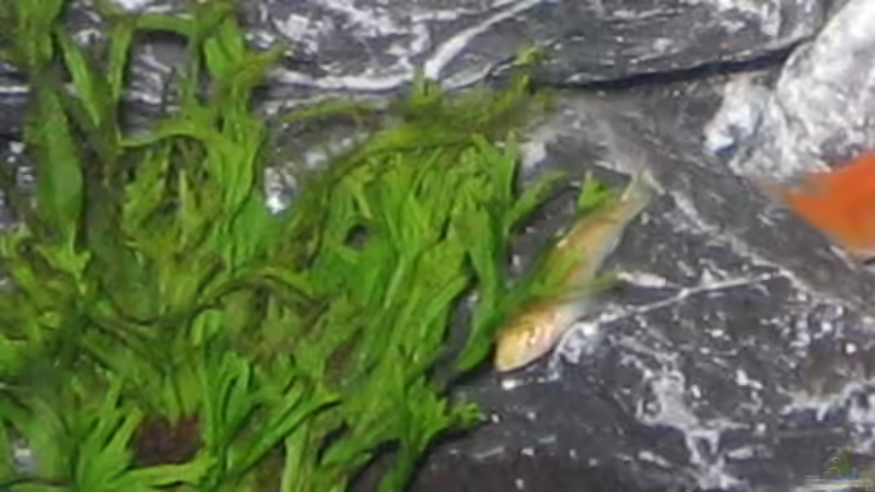 Besatz im Aquarium Becken 3353 von Jörn Thiedemann (12)