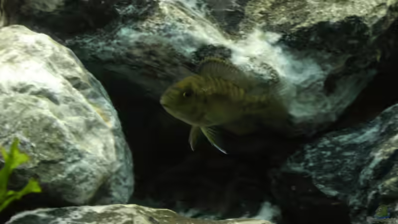 Besatz im Aquarium Becken 3353 von Jörn Thiedemann (9)