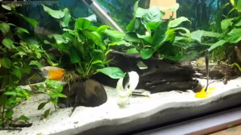 Besatz im Aquarium Becken 33538 von Reno (3)