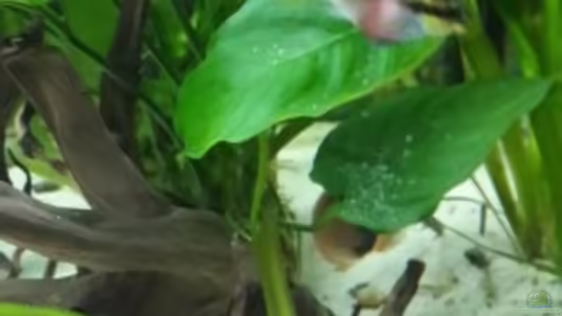 Besatz im Aquarium Becken 33538 von Reno (4)