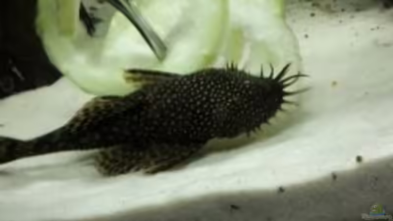 Besatz im Aquarium Becken 33538 von Reno (5)