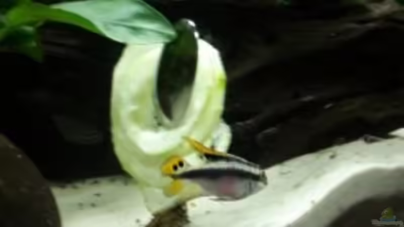 Besatz im Aquarium Becken 33538 von Reno (6)