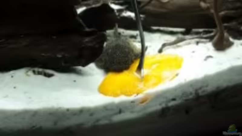 Besatz im Aquarium Becken 33538 von Reno (8)