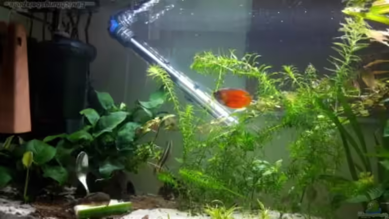 Besatz im Aquarium Becken 33538 von Reno (9)