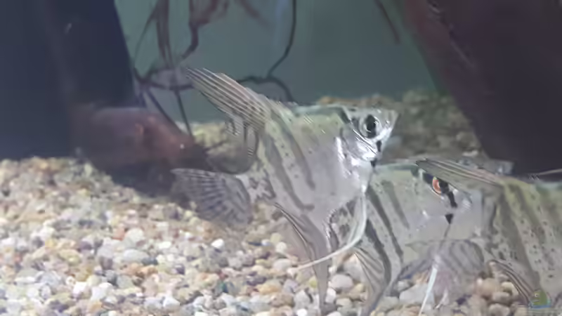 Besatz im Aquarium Becken 33581 von Bawitdaba (15)