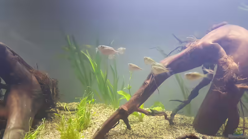 Besatz im Aquarium Becken 33581 von Bawitdaba (16)