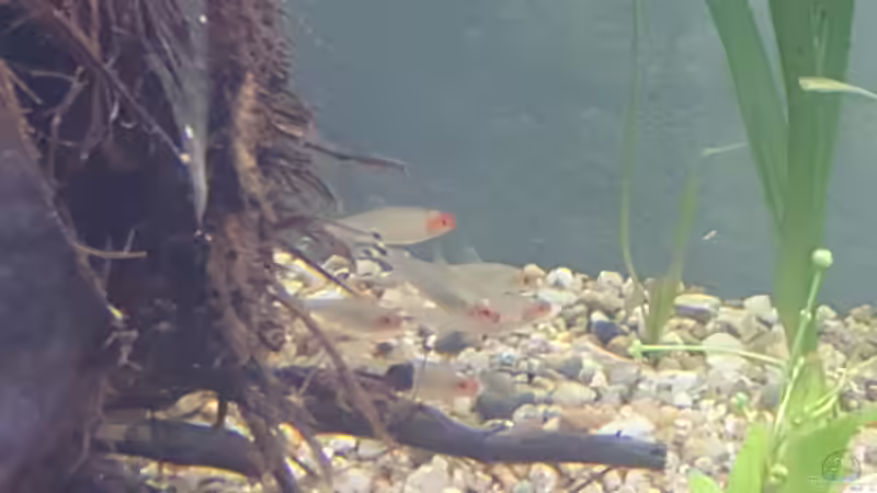 Besatz im Aquarium Becken 33581 von Bawitdaba (17)