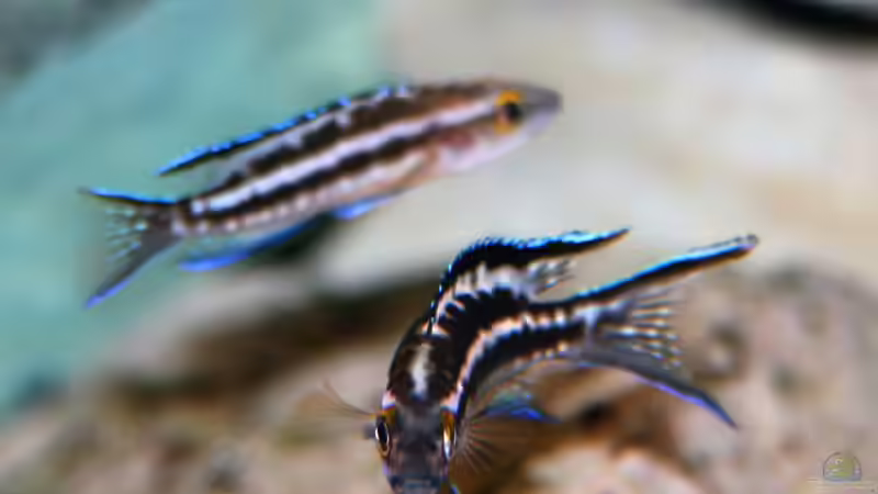 Besatz im Aquarium Becken 33697 von Gerald Kascha (36)