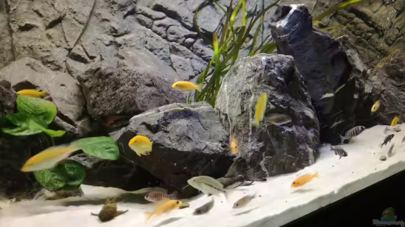 Besatz im Aquarium Becken 33718 von Andreas Rieger (19)