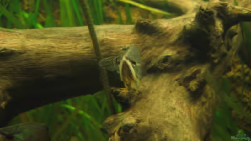 Besatz im Aquarium Becken 3374 von andif (18)