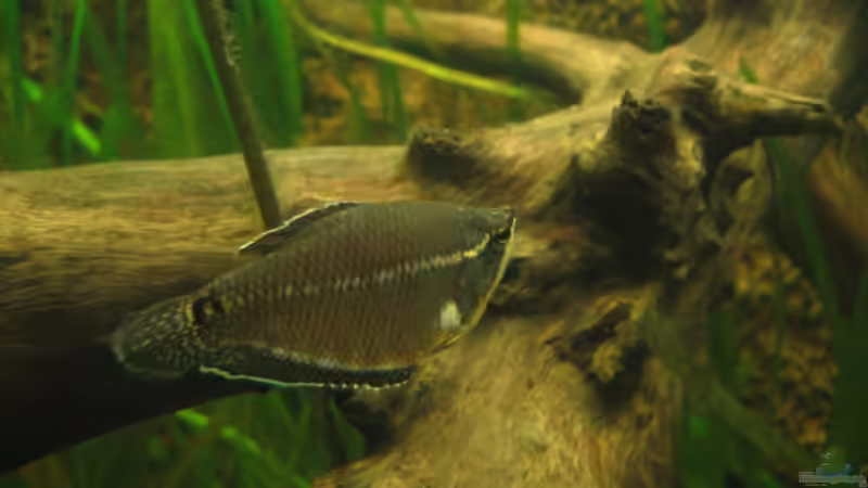 Besatz im Aquarium Becken 3374 von andif (19)