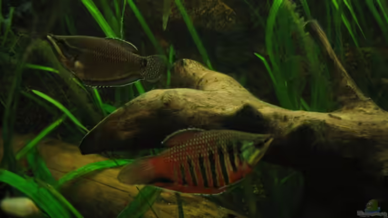 Besatz im Aquarium Becken 3374 von andif (24)