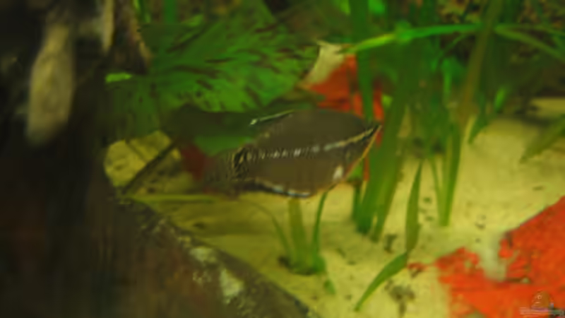 Besatz im Aquarium Becken 3374 von andif (25)