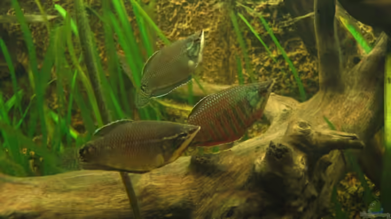 Besatz im Aquarium Becken 3374 von andif (26)